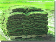 Sod Installation | NJDedecker Services