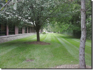 Tree and Shrub Planting | NJDedecker Services